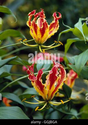 Gloriosa superba - `Rothschildiana'- - Glory Lily   HPS026856 Stock Photo